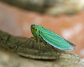 Cicadella viridis