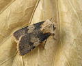 Agrotis puta