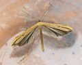 Emmelina monodactyla