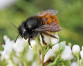 Osmia cornuta