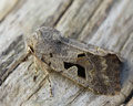 Orthosia gothica