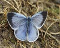 Celastrina argiolus