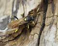 Ichneumon stramentor