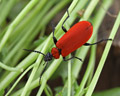 Pyrochroa coccinea