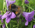 Bombus terrestris