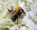 Bombus hypnorum