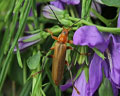 Cantharis livida