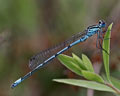 Coenagrion puella