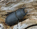 Dorcus parallelipipedus