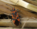 Corizus hyoscyami