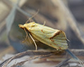 Agapeta hamana