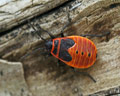 INS-2307 Pyrrhocoris apterus