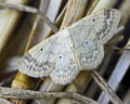 Idaea biselata