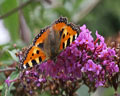 Aglais urticae