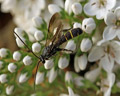 Metopius sp. (dentatus)