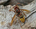 Vespa crabro