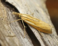 Agriphila tristella