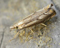 Agriphila geniculea