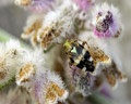 Liocoris tripustulatus