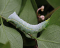 INS-2580 Amphipyra pyramidea