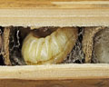 INS-2586 Osmia cornuta