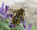 Anthidium manicatum