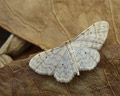 Idaea fuscovenosa