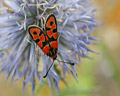 Zygaena fausta