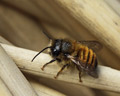 Osmia rufa