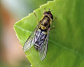 Syrphidae