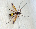 Ctenophora ornata