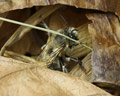 Anthophora plumipes