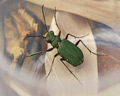 Cicindela campestris