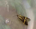 Nemophora degeerella