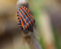 Graphosoma italicum (lineatum)