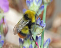 Bombus pratorum