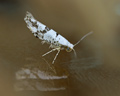 Argyresthia curvella