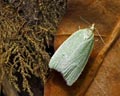 Tortrix viridana