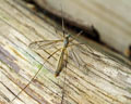 Tipula (Lunatipula) vernalis