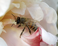 Apis mellifera