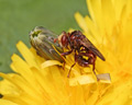 Sicus ferrugineus