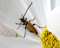 Stictoleptura rubra