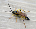 Ichneumon xanthorius