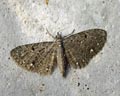 Eupithecia tripunctaria