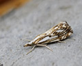 Catoptria falsella