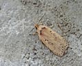 Agonopterix yeatiana