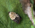 Acleris variegana