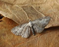 Eupithecia succenturiata