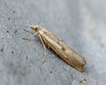 Agriphila inquinatella