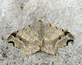 INS-3651 Semiothisa alternata